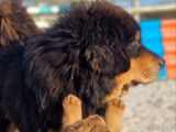 À vendre, 3  chiots femelles Dogue du Tibet LOF