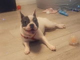 À vendre, une sublime femelle Bouledogue Français de 9 mois, très affectueuse, à replacer