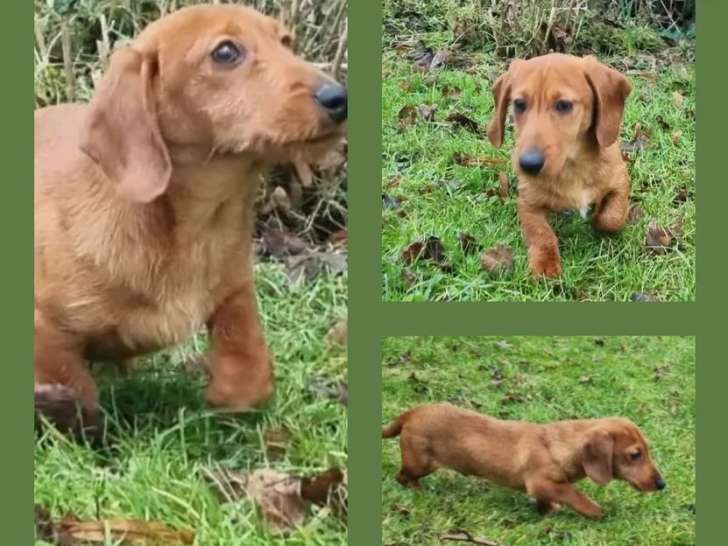 À vendre, une adorable petite femelle Teckel nain poil court de 5 mois, Astuce, disponible