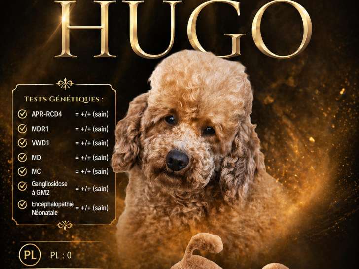 Chien Caniche Nain LOF disponible à la saillie
