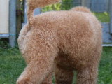 Chien Caniche Nain LOF disponible à la saillie