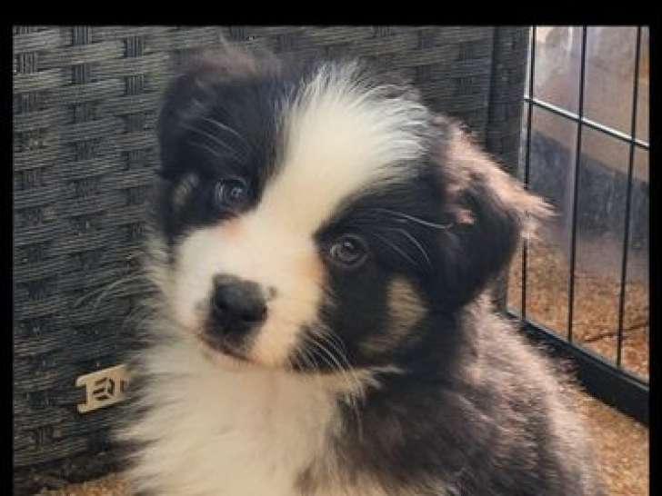 À vendre, un chiot mâle Berger Américain Miniature LOF noir tricolore, né en novembre 2025