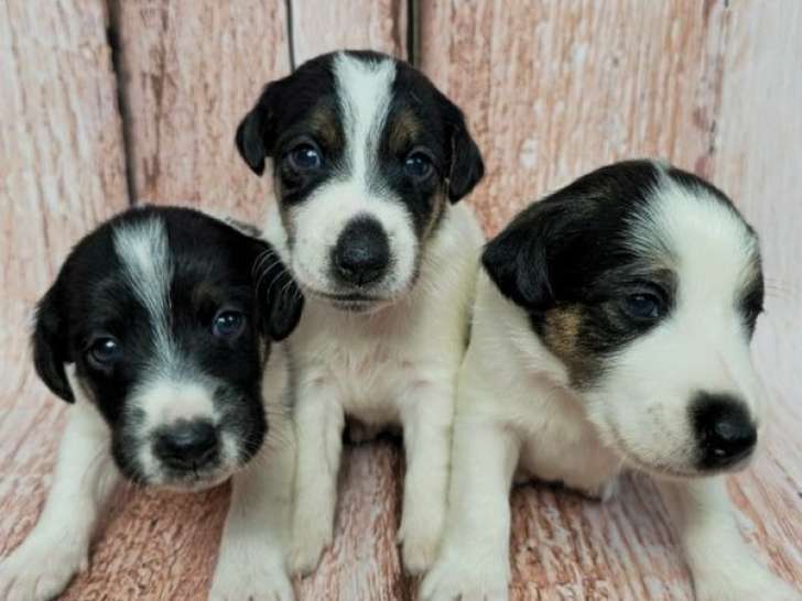 À réserver, 6 chiots Fox Terrier poils lisse, 3 femelles et 3 mâles (non LOF)