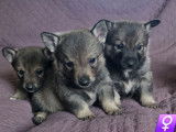 À réserver, 8 chiots Spitz des Visigoths LOF, 4 mâles et 4 femelles nés en janvier 2026