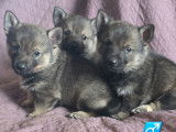 À réserver, 8 chiots Spitz des Visigoths LOF, 4 mâles et 4 femelles nés en janvier 2026