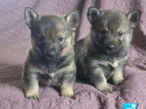 À réserver, 8 chiots Spitz des Visigoths LOF, 4 mâles et 4 femelles nés en janvier 2026