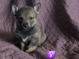À réserver, 8 chiots Spitz des Visigoths LOF, 4 mâles et 4 femelles nés en janvier 2026