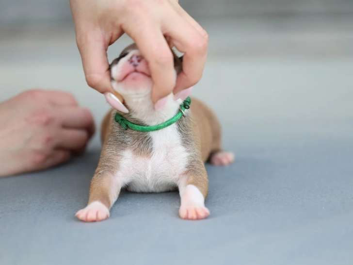 Un Mâle American Staffordshire Terrier chiot colliers vert LOF réservation avril