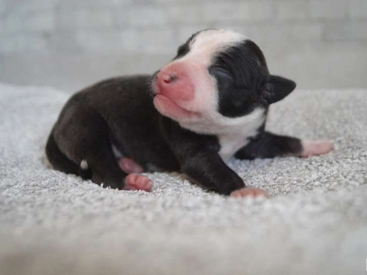 Réservation pour un Mâle American Staffordshire Terrier bringé pan blanc LOF