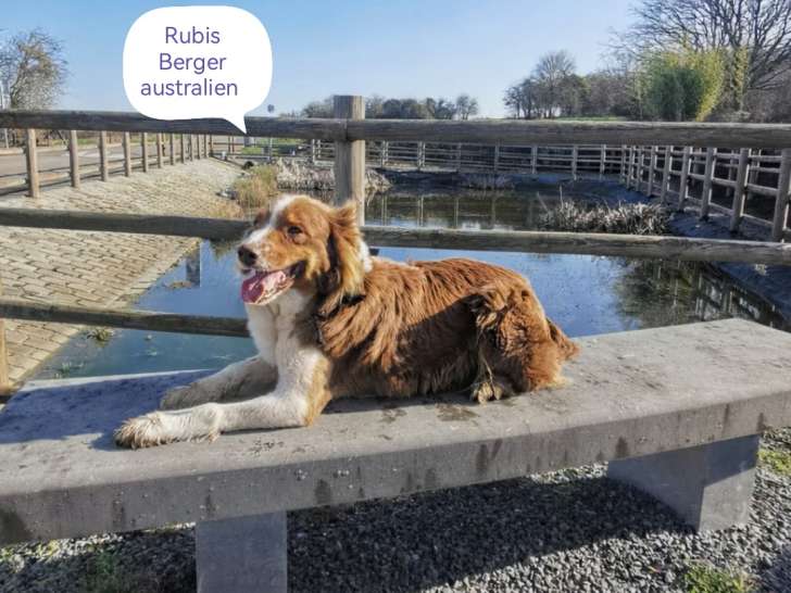 Femelle Berger Australien à vendre