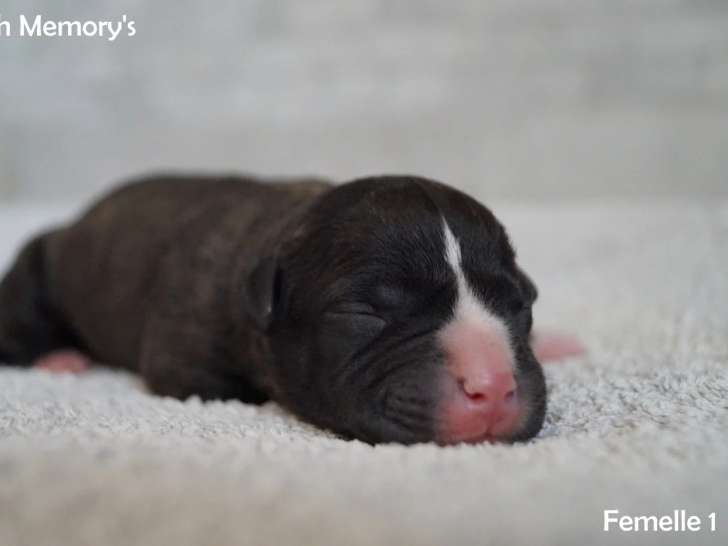 À réserver, une femelle American Staffordshire Terrier bringé LOF