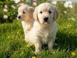 Chiots Golden Retriever LOF à naître