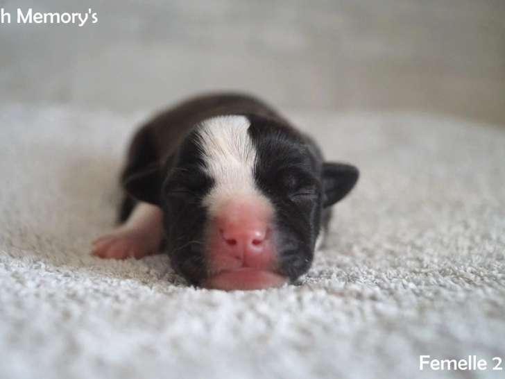 1 femelle American Staffordshire Terrier bringé pan blanc LOF réservation