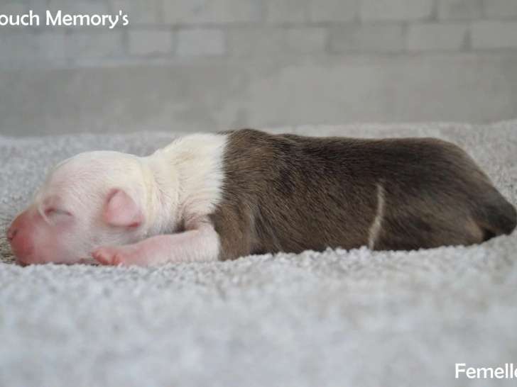American Staffordshire Terrier fauve pan blanc Chiot Femelle LOF à réserver