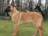Deux femelles chiots Berger Belge Malinois LOF à réserver, nées en novembre 2025