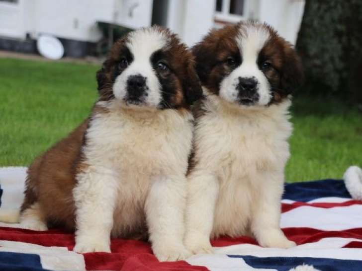2 chiots mâles Saint Bernard LOF tricolores poil long nés fin 2025 à vendre