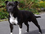 Mâle Staffordshire Bull Terrier LOF disponible pour saillie