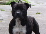 Mâle Staffordshire Bull Terrier LOF disponible pour saillie