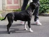 Mâle Staffordshire Bull Terrier LOF disponible pour saillie