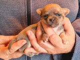 Cinq chiots Chihuahua à vendre, nés en février 2026, plusieurs couleurs disponibles