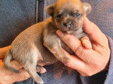 Cinq chiots Chihuahua à vendre, nés en février 2026, plusieurs couleurs disponibles