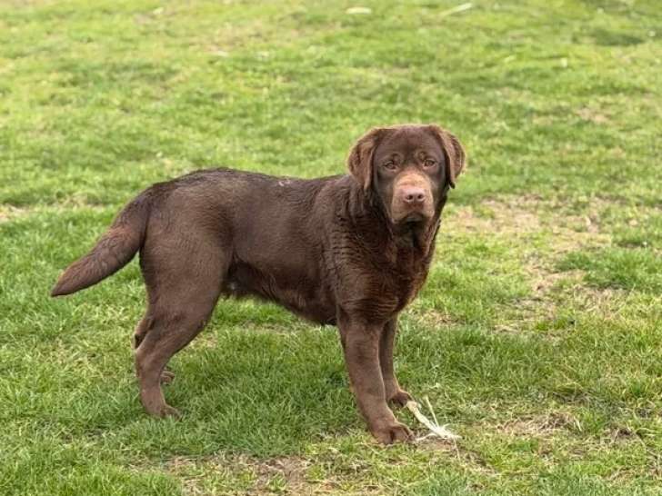 Chienne Labrador chocolat LOF à vendre, née en janvier 2021