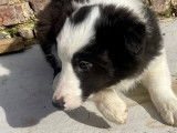 Chiots de race Border Collie mâles à vendre
