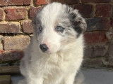Chiots de race Border Collie mâles à vendre
