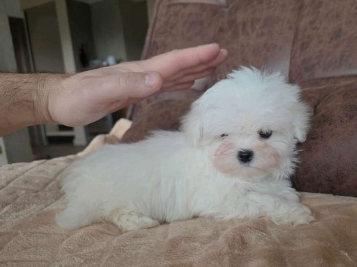 Vente d'un chiot Bichon Maltais Toy mâle de décembre 2025