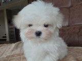 Vente d'un chiot Bichon Maltais Toy mâle de décembre 2025