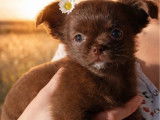 Une femelle Chihuahua poil long chocolat née en décembre 2025, disponible à la vente