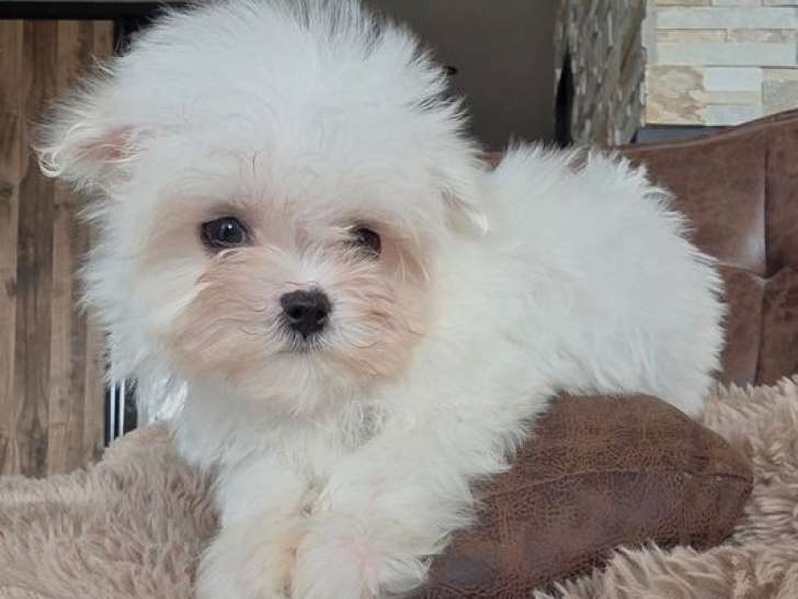 Un mâle Bichon Maltais Toy né en décembre 2025, disponible à la vente