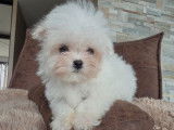 Un mâle Bichon Maltais Toy né en décembre 2025, disponible à la vente