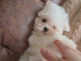Un mâle Bichon Maltais Toy né en décembre 2025, disponible à la vente