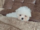 Un mâle Bichon Maltais Toy né en décembre 2025, disponible à la vente