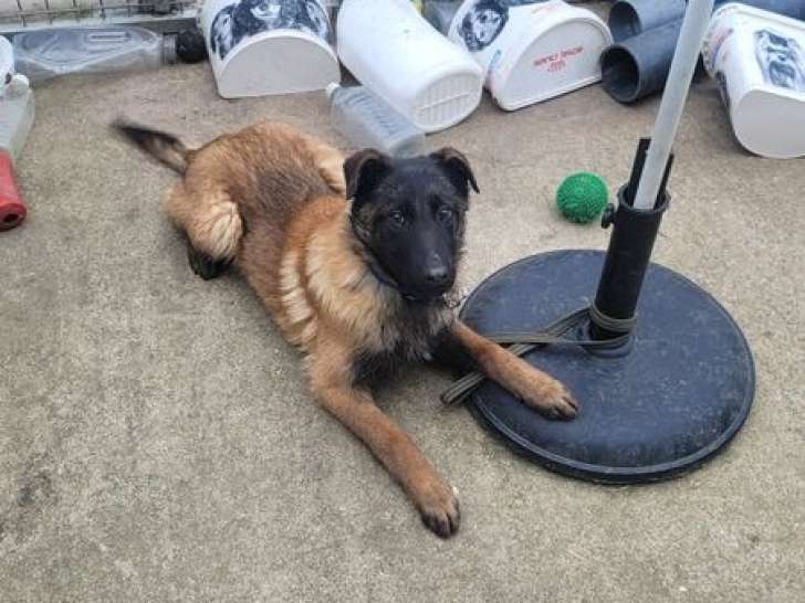 Un mâle Malinois LOF né en septembre 2025 disponible à la vente