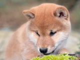 Un mâle Shiba Inu LOF né en octobre 2025, disponible à la vente