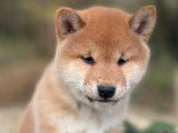 Un mâle Shiba Inu LOF né en octobre 2025, disponible à la vente