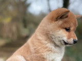 Un mâle Shiba Inu LOF né en octobre 2025, disponible à la vente