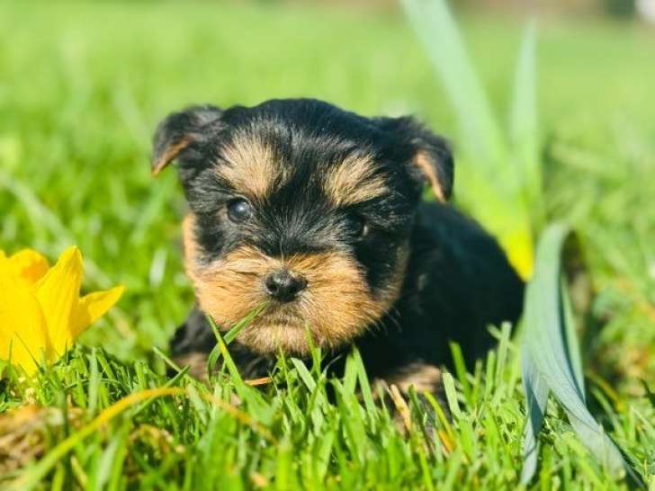 2 chiots Yorkshire nés en janvier 2026, disponibles à la vente