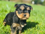 2 chiots Yorkshire nés en janvier 2026, disponibles à la vente