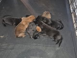 Chiots Berger Malinois à vendre