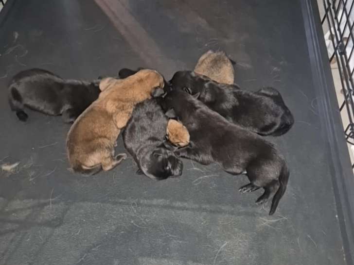 Chiots Berger Malinois à vendre