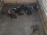 Chiots Berger Malinois à vendre