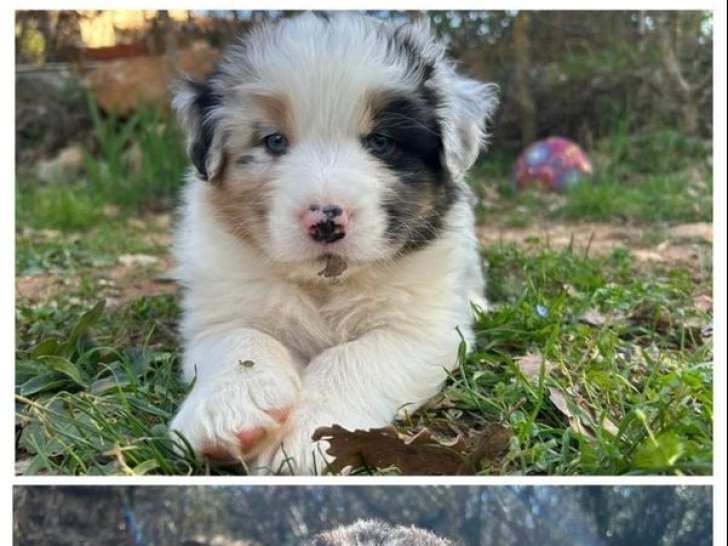 8 chiots Berger Australien nés en janvier 2026, à réserver (non LOF)