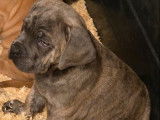 2 mâles Cane Corso LOF nés en décembre 2025, à vendre