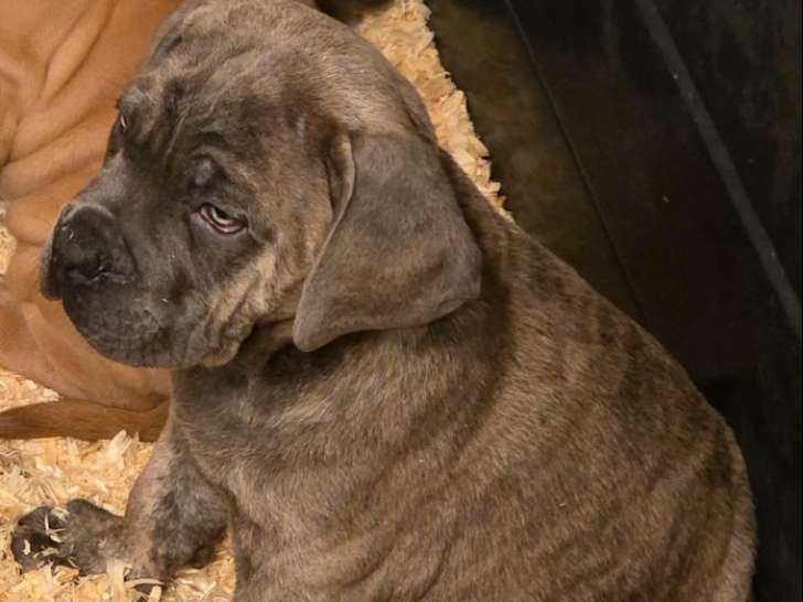 2 mâles Cane Corso LOF nés en décembre 2025, à vendre