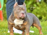 Une femelle American Bully tricolore lilac disponible à la réservation