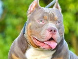 Une femelle American Bully tricolore lilac disponible à la réservation