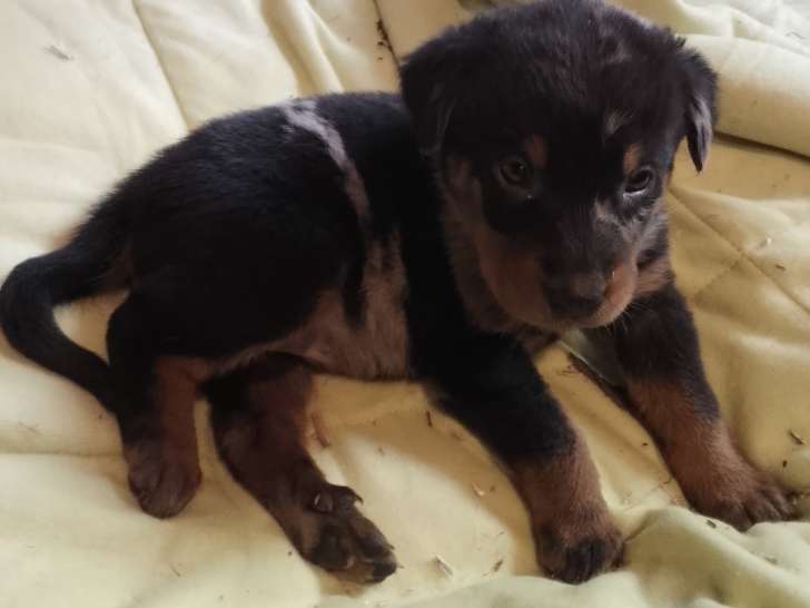 Superbes chiots Berger de Beauce